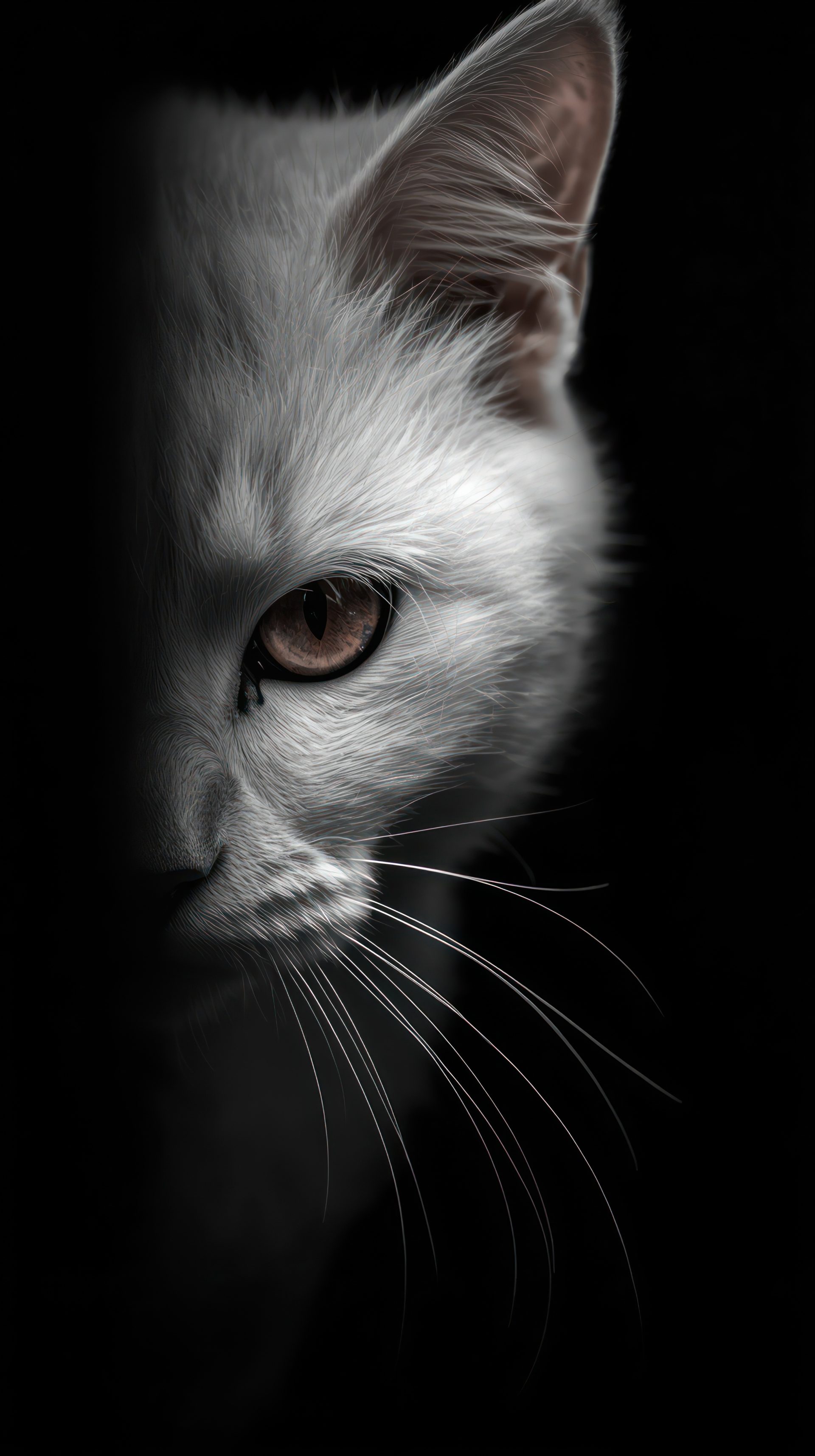 white-cat-in-the-dark